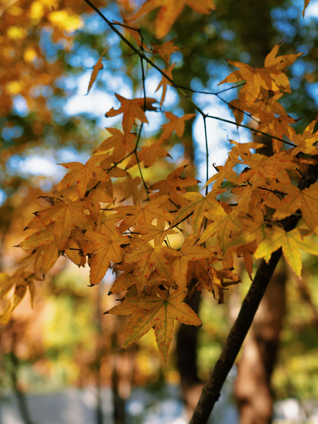 怕你們錯過!再次提醒:共青銀杏濃度已超標 怕你們錯過!再次提醒:共青銀杏濃度已超標