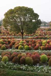 魔都不可錯過的深秋聖地！地膚草海美到窒息