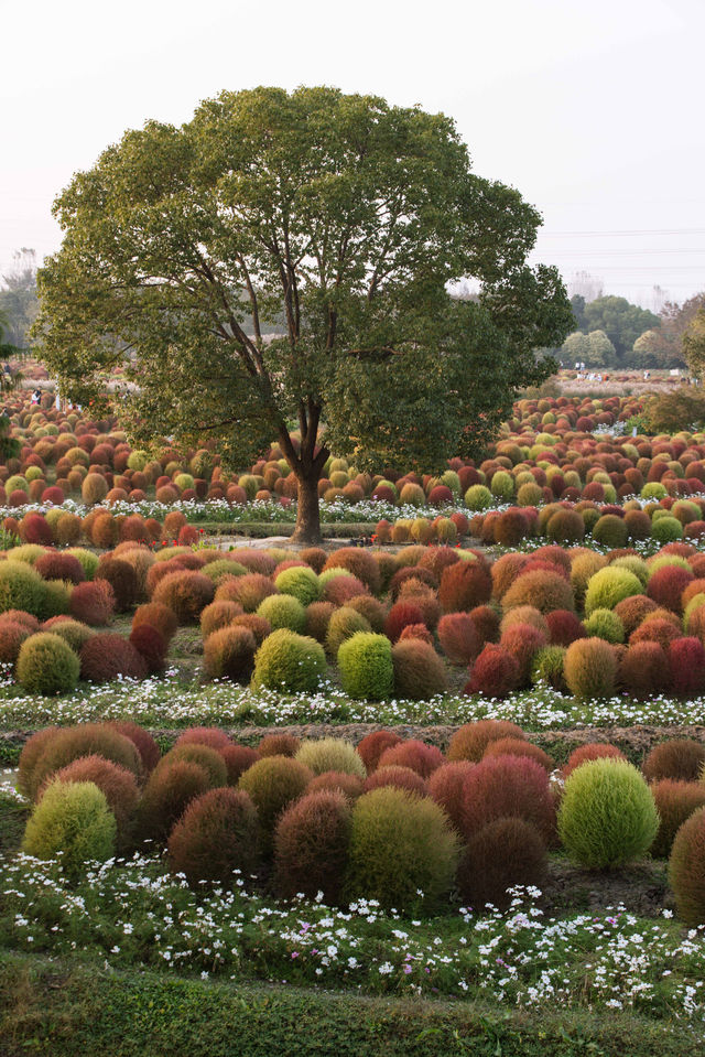 魔都不可錯過的深秋聖地！地膚草海美到窒息