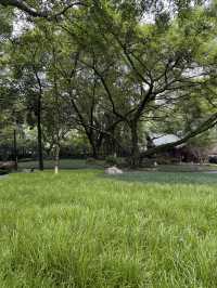 重慶散步|十一月依舊翠綠的鵝嶺公園