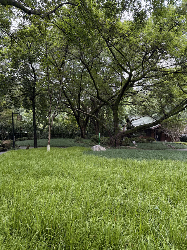 重慶散步|十一月依舊翠綠的鵝嶺公園 重慶散步|十一月依舊翠綠的鵝嶺公園