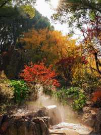 秋日魔都光影秘境