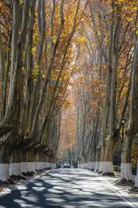 人你好,我是靈谷寺的咪,來看看我和秋天嗎
