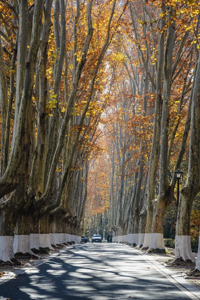人你好,我是靈谷寺的咪,來看看我和秋天嗎 人你好,我是靈谷寺的咪,來看看我和秋天嗎
