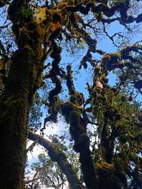 徒步在真正的天然氧吧之中~