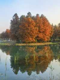 滬上秋色「杉」水畫,一半在水,一半在天