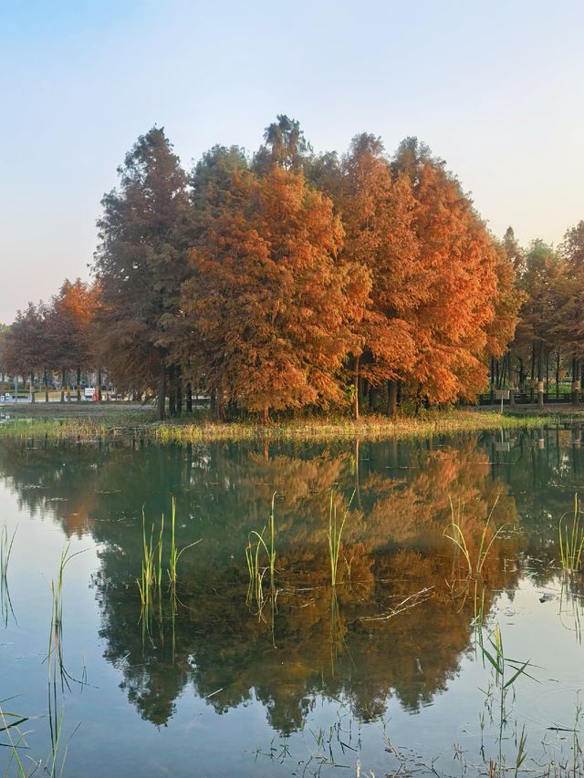 滬上秋色「杉」水畫,一半在水,一半在天 滬上秋色「杉」水畫,一半在水,一半在天