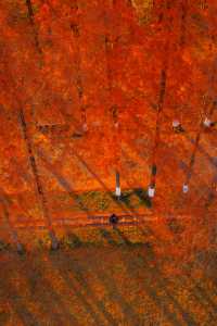 江蘇這片紅杉秘境美炸了!12月最佳觀賞期僅剩2週