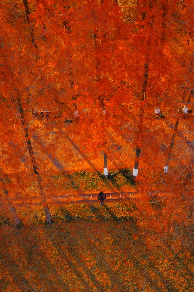 江蘇這片紅杉秘境美炸了!12月最佳觀賞期僅剩2週 江蘇這片紅杉秘境美炸了!12月最佳觀賞期僅剩2週