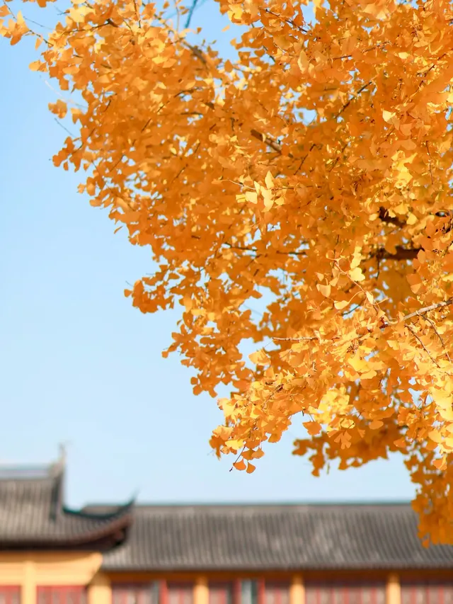 都給我衝，上海賞秋怎能少了這顆千年古銀杏