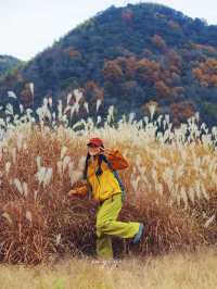 寧波徒步爬山|水杉-蘆葦蕩秋天王炸組合路線