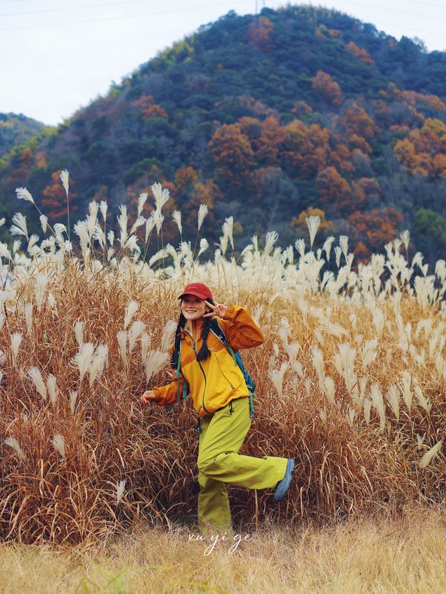 寧波徒步爬山|水杉-蘆葦蕩秋天王炸組合路線