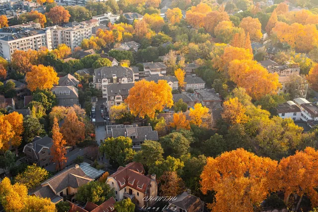 梧桐落滿頤和路,金陵秋意正濃 梧桐落滿頤和路,金陵秋意正濃