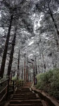 12.4實拍峨眉山的霧淞美瘋了