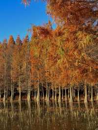 昆明絕美銀杏打卡地