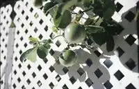 2025年膠片集 | 香港長洲島