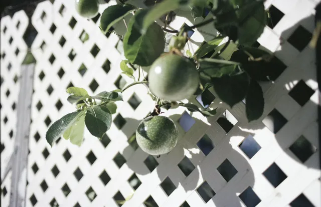 2025年膠片集 | 香港長洲島
