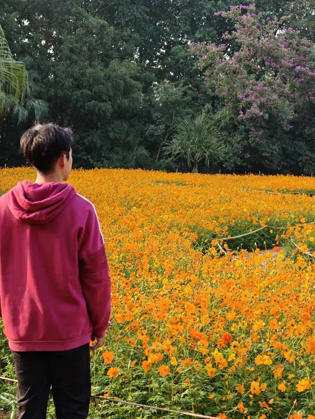 深圳羅湖市區浪漫黃色花海|東湖公園黃秋英 深圳羅湖市區浪漫黃色花海|東湖公園黃秋英