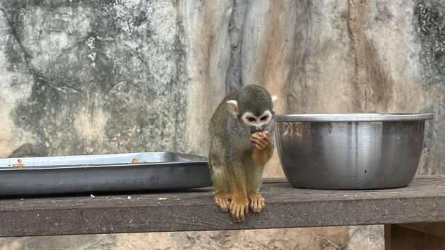 廈門冬暖｜靈玲動物園裡藏著雙倍浪漫