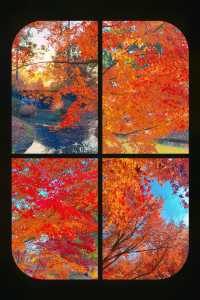 上海元旦旅遊王炸跨年瘋玩攻略,本地人私藏