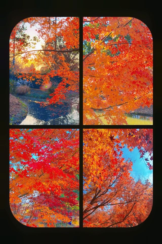 上海元旦旅遊王炸跨年瘋玩攻略,本地人私藏 上海元旦旅遊王炸跨年瘋玩攻略,本地人私藏