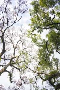 南寧綠野仙蹤的浪漫,來感受這裡的清新綠