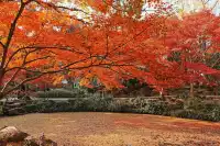 被驚艷到了!不用出滬也能欣賞到紅楓美景!