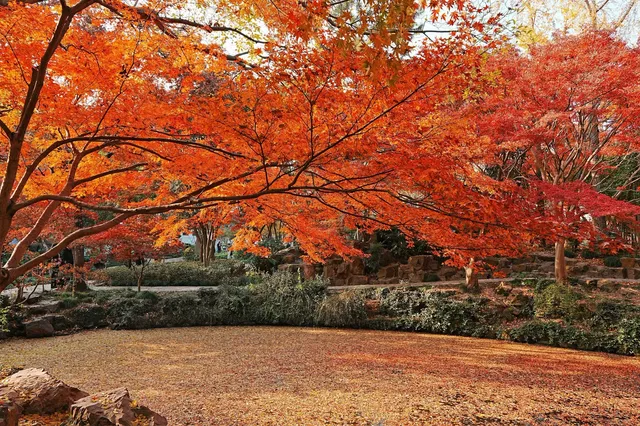 被驚艷到了!不用出滬也能欣賞到紅楓美景! 被驚艷到了!不用出滬也能欣賞到紅楓美景!