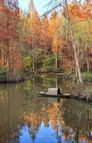Baoying Lake National Wetland Park｜A Must-Visit Autumn Check-In Spot in the Stunning Forest Oxygen Bar of Central Jiangsu