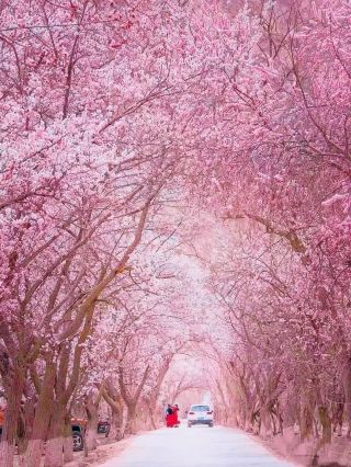 Spring in March at Tar Township's Apricot Blossom on the Pamir Plateau