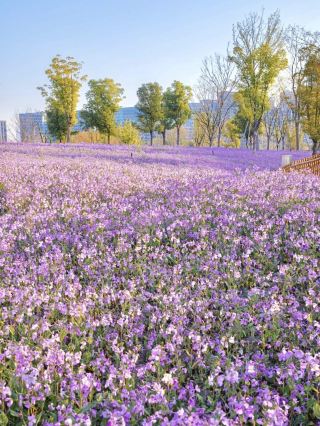 Hangzhou's purple flower sea has become legendary! Few people, free to take photos