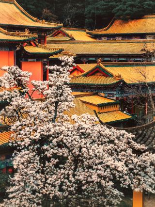 The ancient temple's magnolia has reached a fairyland! This spring in Tianmu Mountain is so beautiful it leaves you speechless