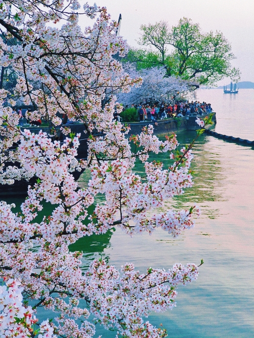 鼋头渚だけじゃない！無錫の桜スポットまとめ！開花時期付き | Trip
