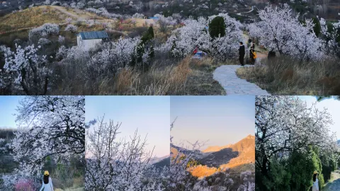 신밀 살구꽃 바다 도보 가이드 — traveler post in 신미