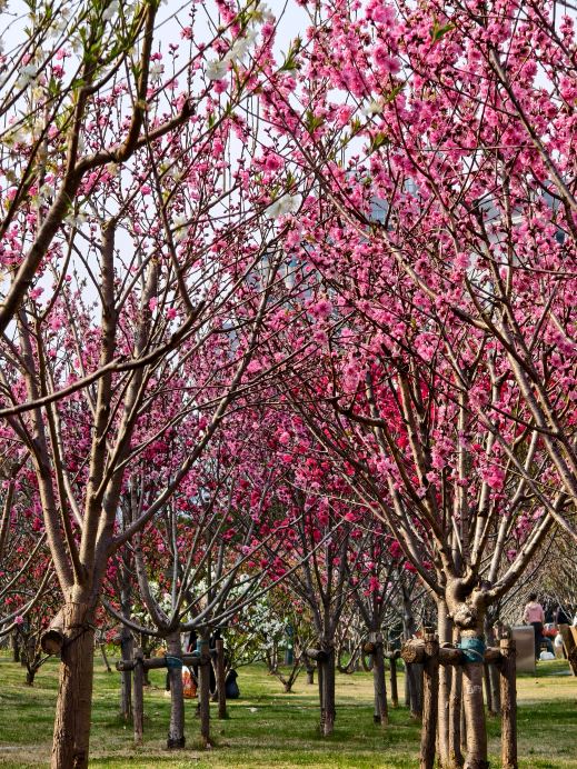 ✧ドゥルージー ピンク 桜瑪瑙 バタフライ スタンド付✧ Pink Romance on Taolin Road in Pudong | Trip.com Shanghai