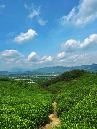 宣城藏著專屬小大理免費空中茶園太治癒