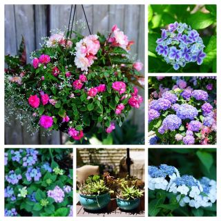 Capecod Hydrangea Festival