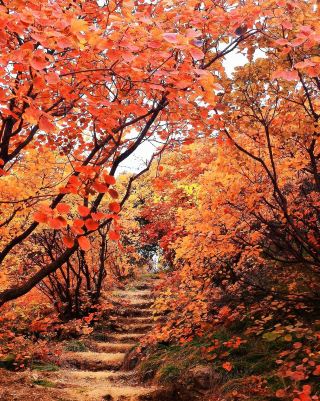 ベストシーズン到来！仏照山の紅葉、見逃すとまた1年待つことに！