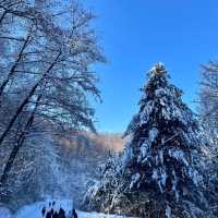 ❄️눈이 내려앉은 인제 원대리 자작나무 숲
