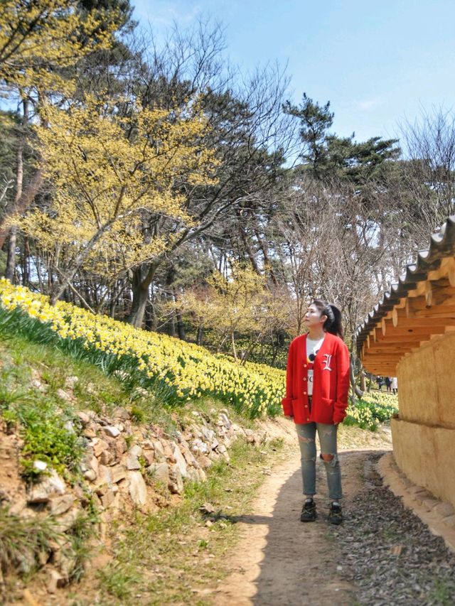 이제 곧 만개할 수선화천국💛서산 유기방가옥