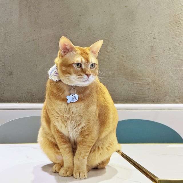 高質😋抵食🐈貓Cafe