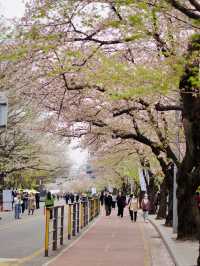 🌸仁川全新賞櫻景點—松島中央公園