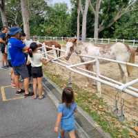 Fun With Horses At Gallop Stable 🐴