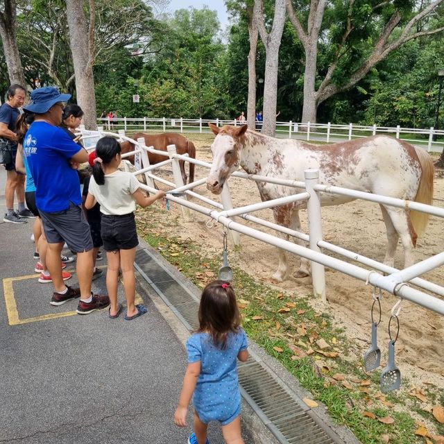 Fun With Horses At Gallop Stable 🐴