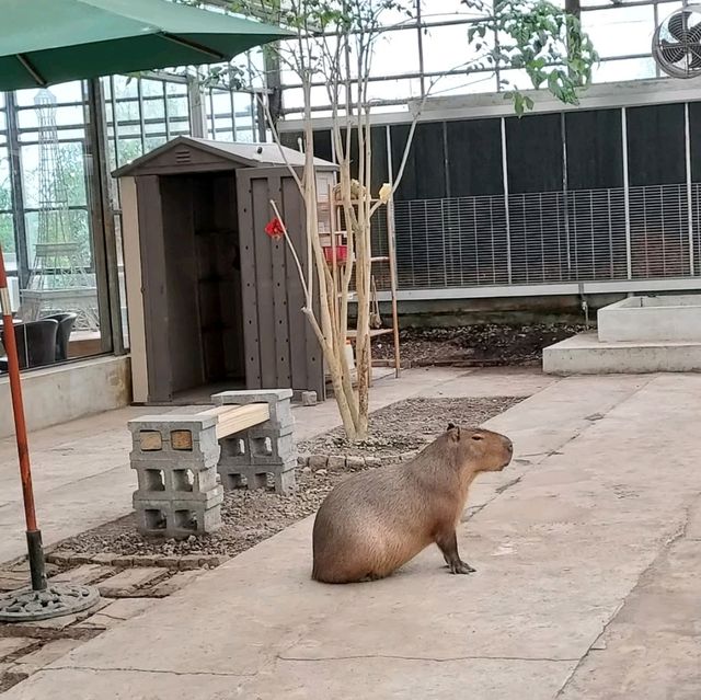 礁溪金車蘭花公園｜與動植物近距離親近🧡慵懶水豚君、愛抓癢大嘴鳥