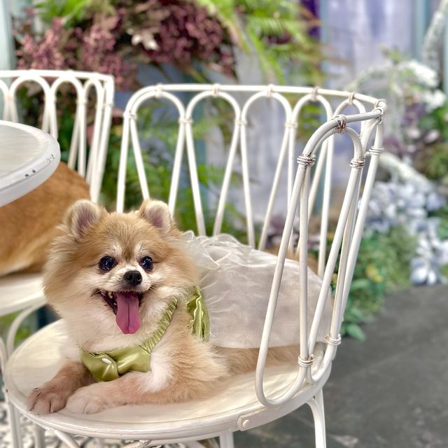 朗豪坊寵物友善餐廳🐶田園風cafe 