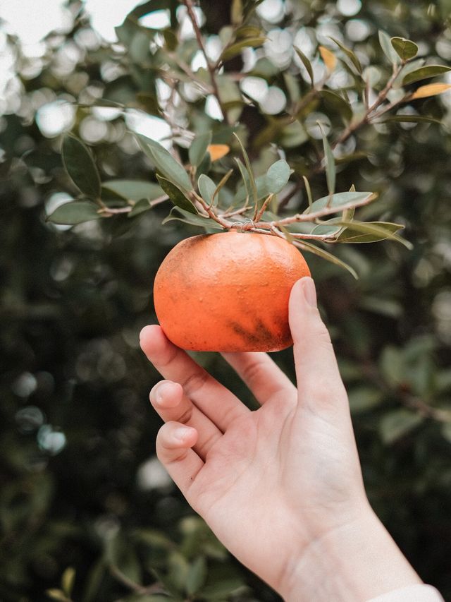 April Flavours Cafe 🍊