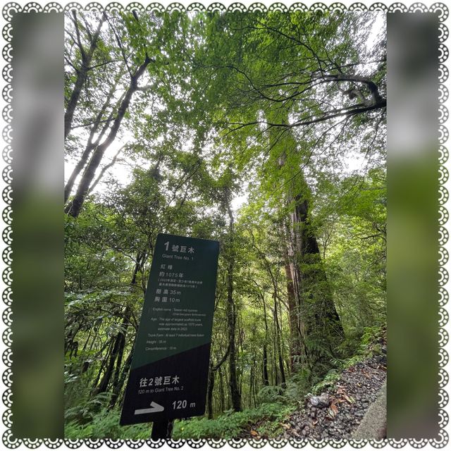 （桃園/復興）享受芬多精的洗禮-拉拉山神木群步道