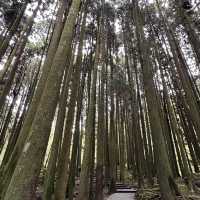 阿里山 - 享受森林浴、淨化心靈