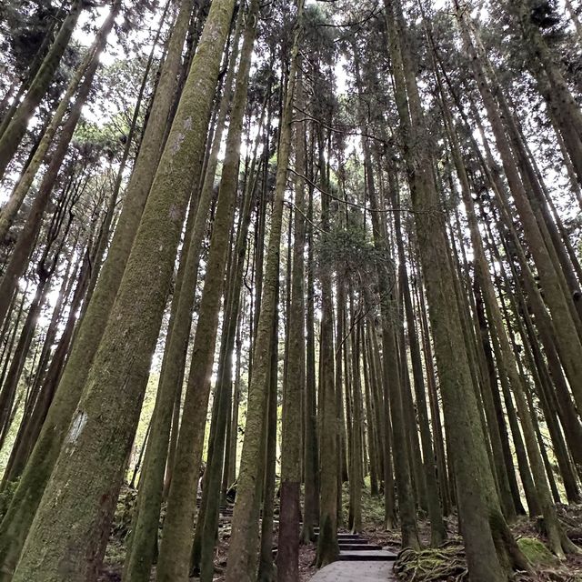 阿里山 - 享受森林浴、淨化心靈